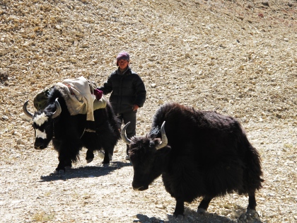 Yaks Tibetanos llevan cargas